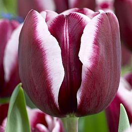 Тюльпан Триумф Фонтенбло