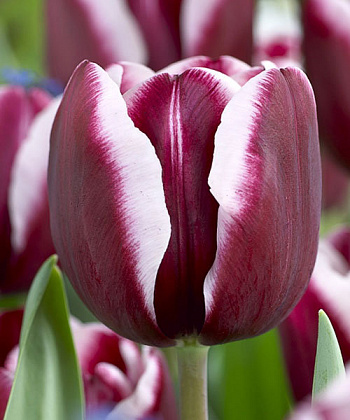 Тюльпан Триумф Фонтенбло