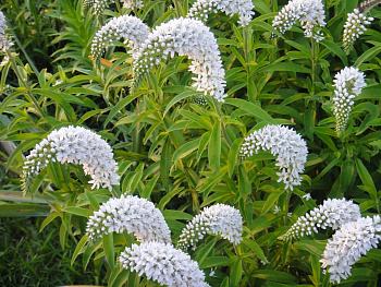 Вербейник ландышевый