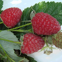 Малина ремонтантная Брусвяна