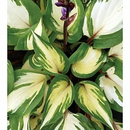 Хоста Raspberry Sundae