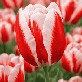 Тюльпан триумф Guus Papendrecht