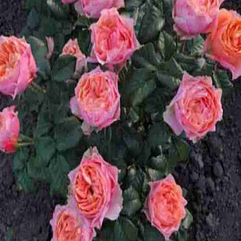 Роза чайно-гибридная Vuvuzela