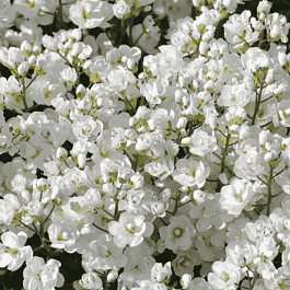 Арабис кавказский Plena