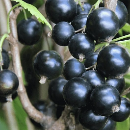 Смородина черная Соловьиная ночь