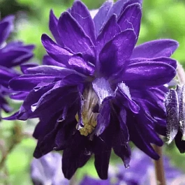 Аквилегия обыкновенная Barlow Blue