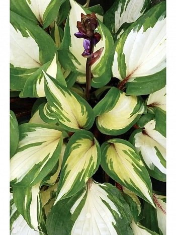 Хоста Raspberry Sundae