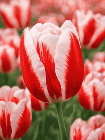 Тюльпан триумф Guus Papendrecht