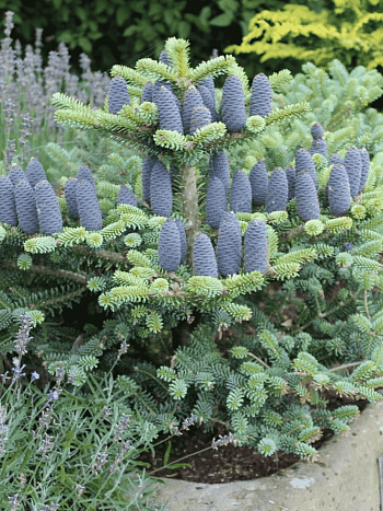 Пихта корейская  Blue Emperor