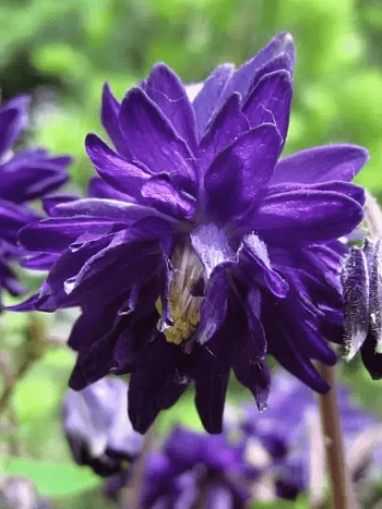 Аквилегия обыкновенная Barlow Blue