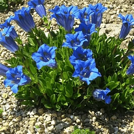 Горечавка бесстебельная