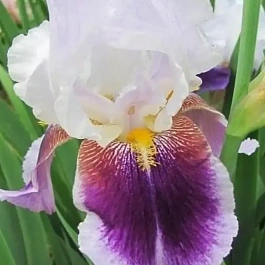Ирис германский Silver Peak