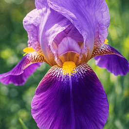 Ирис германский Lent a Williamson