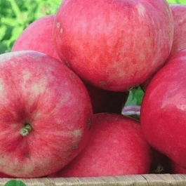 Яблоня Мантет