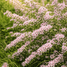 Астра бокоцветная Lady in Black