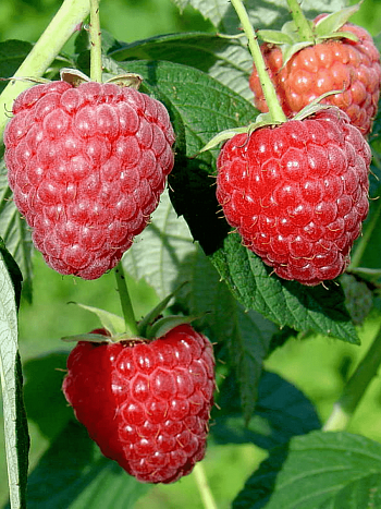 Малина обыкновенная Полесье