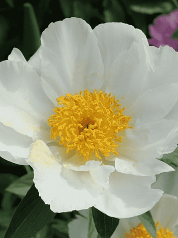 Пион Молочноцветковый White Wings