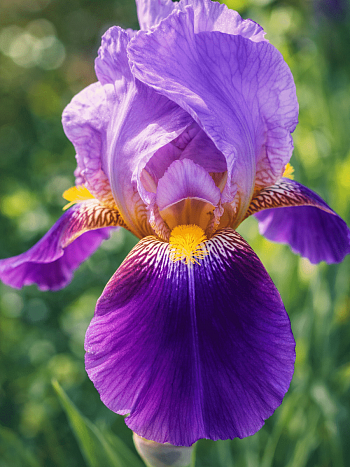 Ирис германский Lent a Williamson