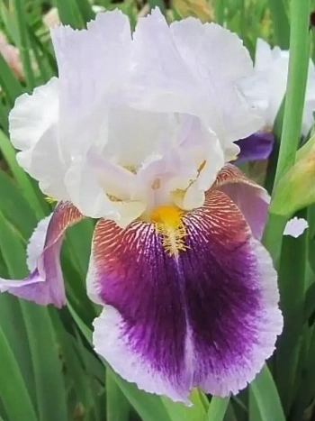 Ирис германский Silver Peak