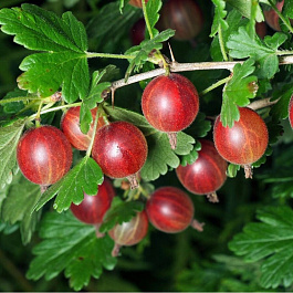 Крыжовник Яркий