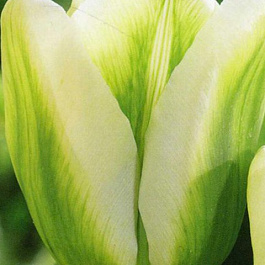 Тюльпан зеленоцветный Спринг Грин
