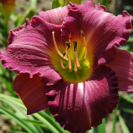 Лилейник гибридный Супер Пепл НАБОР 2ШТ (1+1)