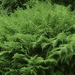 Кочедыжник женский