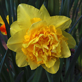 Нарцисс махровый Дик Вилден