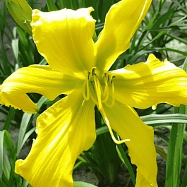 Лилейник Ben Bachman