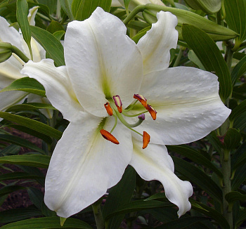 Лилия восточная Кристал Бланка