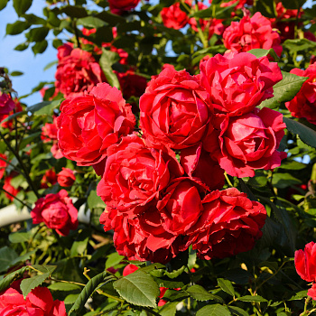 Роза плетистая Пауль Скарлет Клайминг