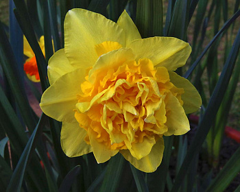 Нарцисс махровый Дик Вилден Нарцисс махровый Дик Вилден