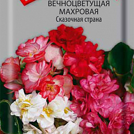 Бегония вечноцветущая махровая Сказочная страна