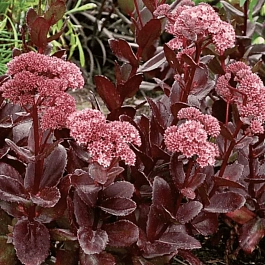 Очиток  телефиум Сhocolate drop