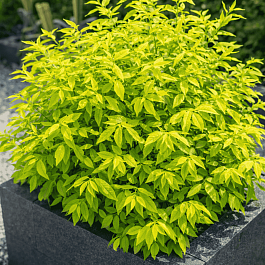 Спирея сливолистная  goldfire