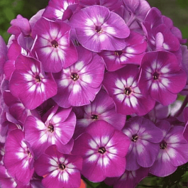 Флокс метельчатый Успех