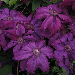 Клематис крупноцветковый Каспер