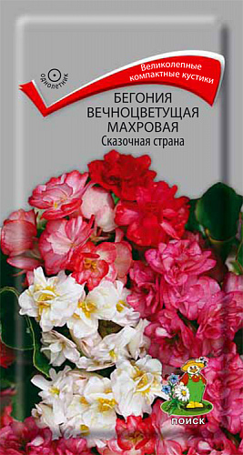 Бегония вечноцветущая махровая Сказочная страна