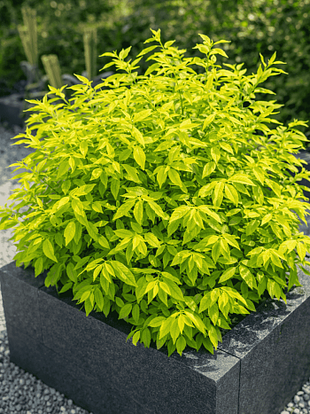 Спирея сливолистная  goldfire