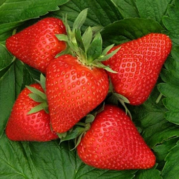 Земляника садовая Априка