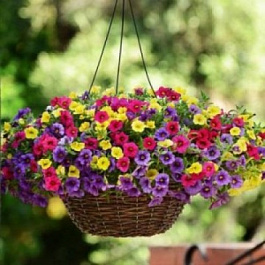 Калибрахоа смесь Фьюзеблс Парадайз Айланд