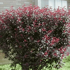 Слива Цистена