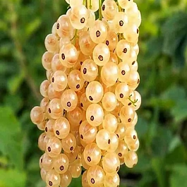 Смородина белая Снежана