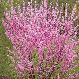 Миндаль трехлопастной Ладислава