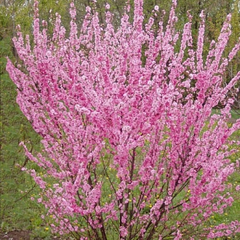 Миндаль трехлопастной Ладислава