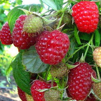 Малина ремонтантная Недосягаемая