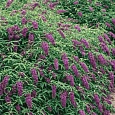 Буддлея давида Royal Red