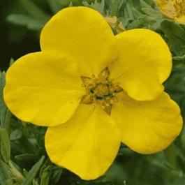 Лапчатка кустарниковая Goldteppich