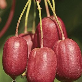 Актинидия Аргута Scarlet September Kiwi