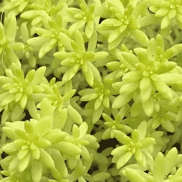 Очиток Golden Carpet